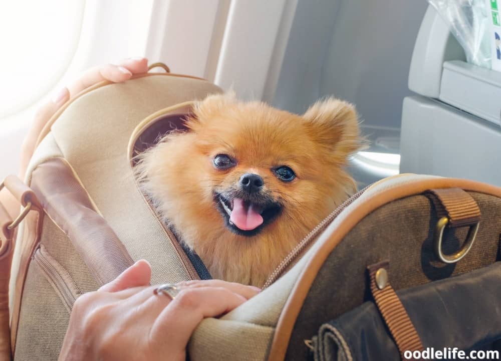 How Stressful Is Flying For Dogs? [Calming Strategies] Oodle Life
