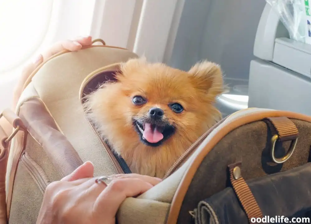 how stressful is flying for dogs