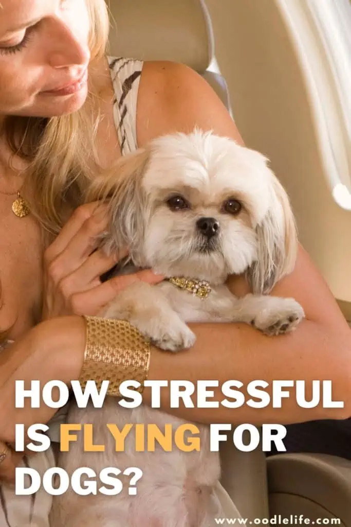 how stressful is flying for dogs