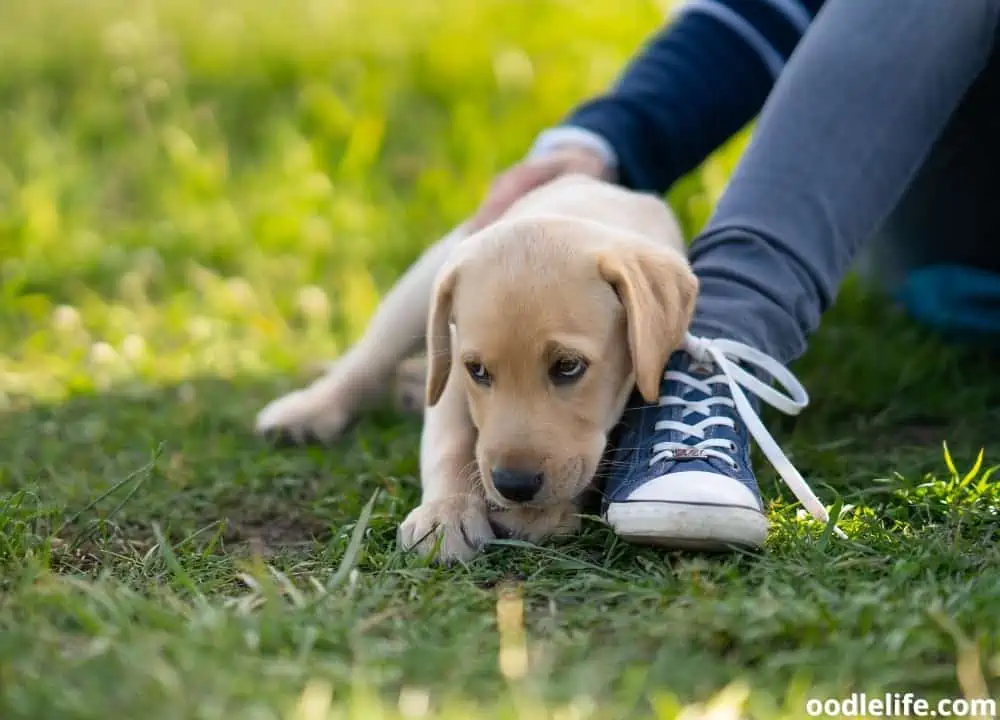 how to clean dog poop off shoes