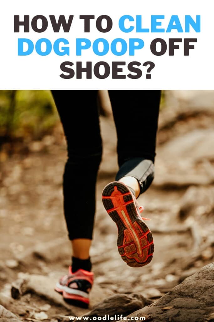 How to Get Dog Poop Out of Shoes? Pet Help Reviews UK