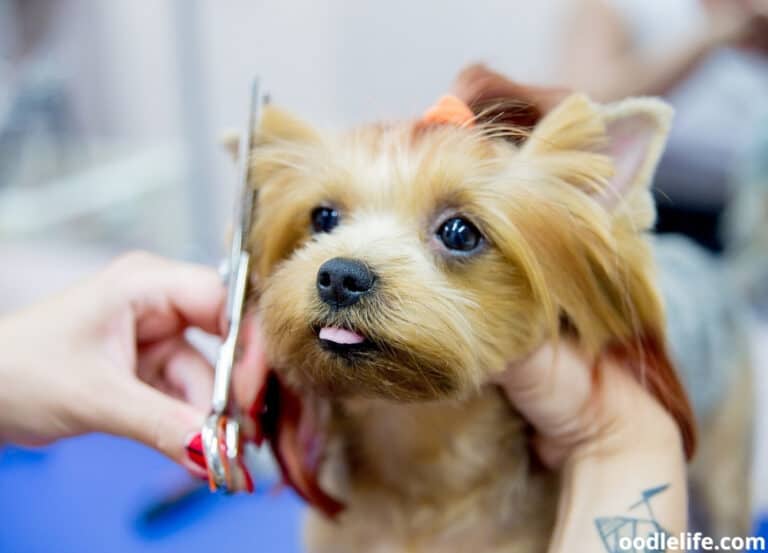 How To Restrain a Dog While Grooming?