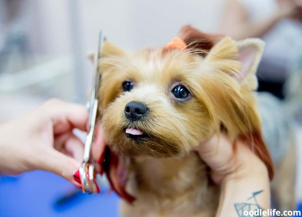 How To Restrain A Dog While Grooming? - Oodle Life