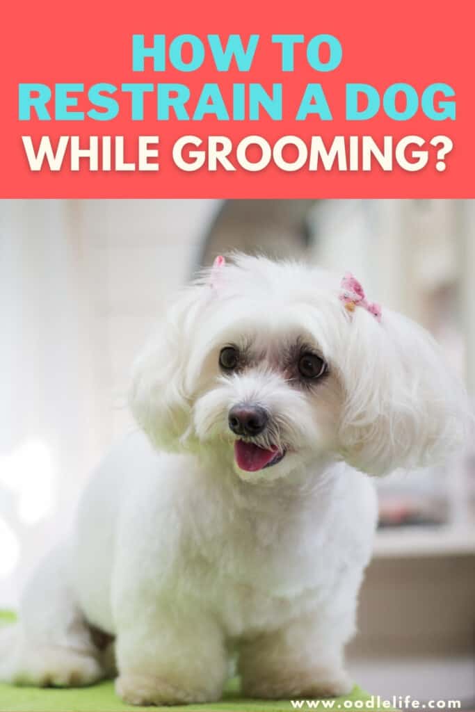 How To Restrain A Dog While Grooming? Oodle Life
