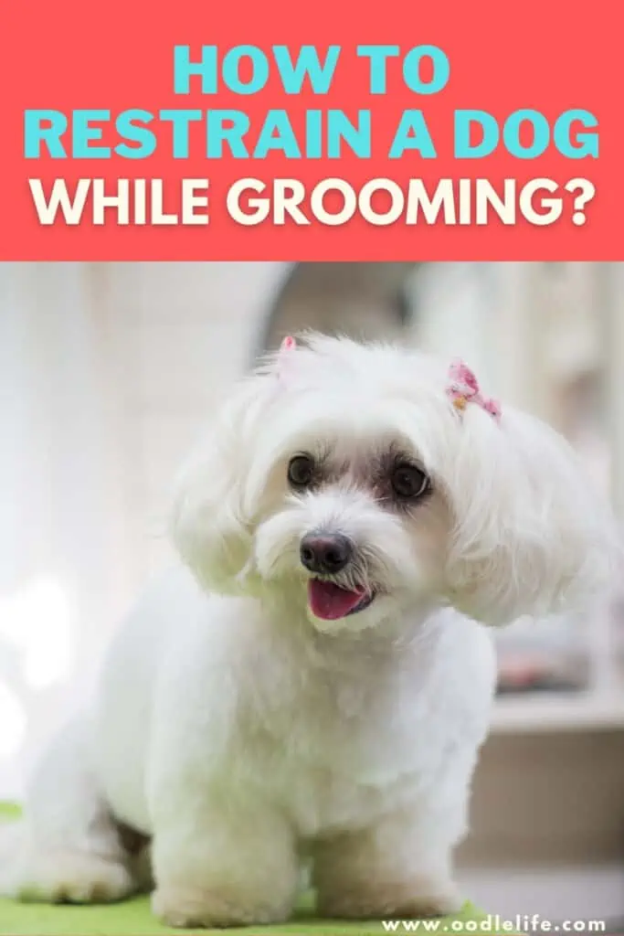 how to restrain a dog while grooming