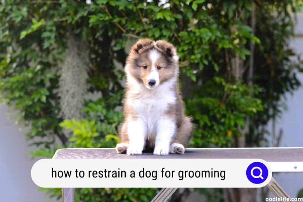 How To Restrain A Dog While Grooming? Oodle Life