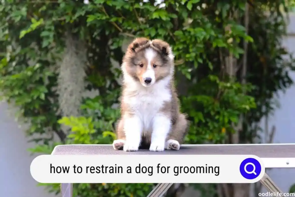 how to restrain a puppy for grooming