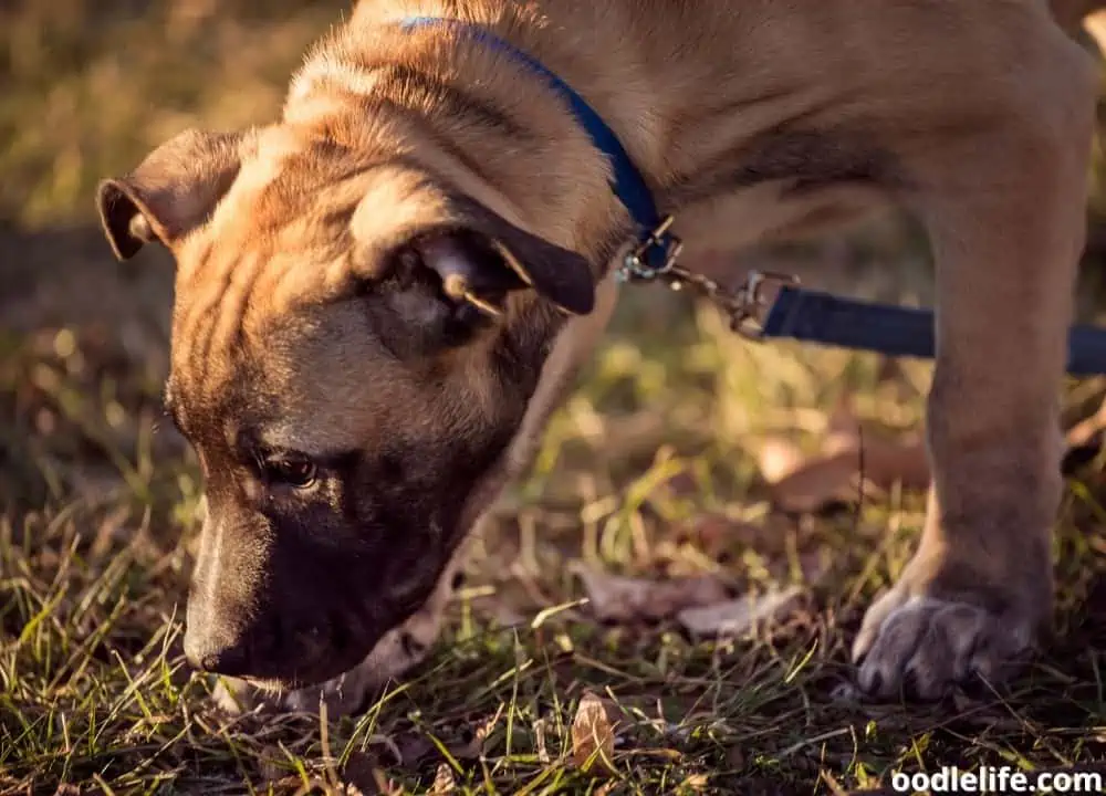 how to stop dogs eating mulch