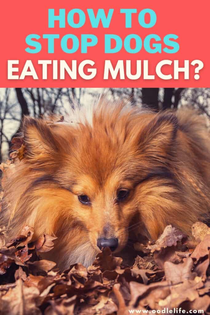how to stop dogs eating mulch