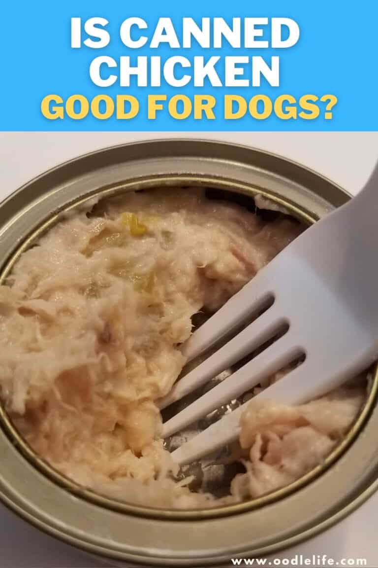 Is Canned Chicken GOOD For Dogs? Oodle Life