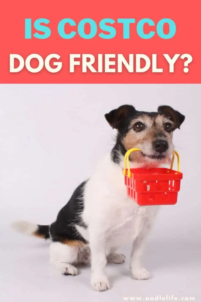 Costco dog clearance friendly