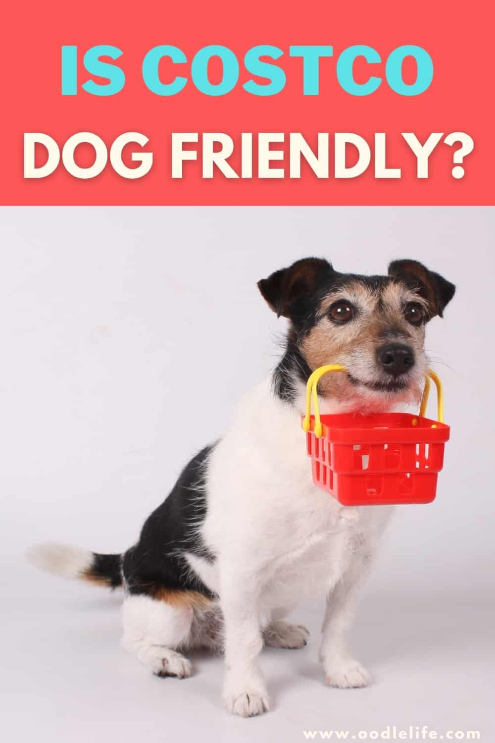 Is Costco Dog Friendly? [2022 Update] Oodle Life