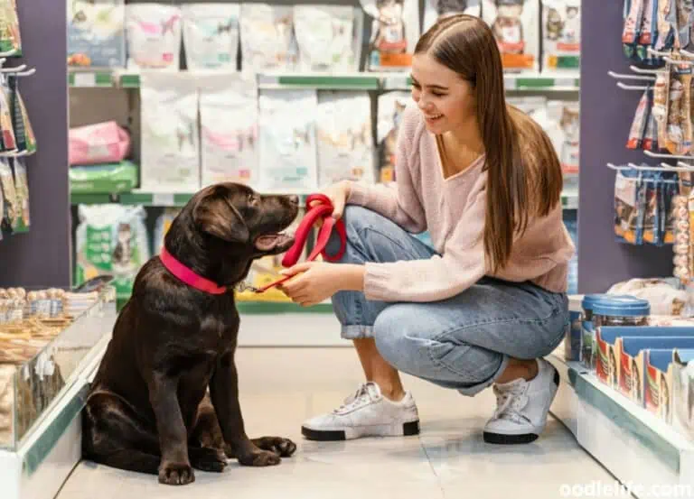 Is Costco Dog Friendly? [2023 Update]