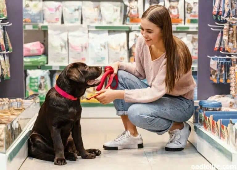 Is Costco Dog Friendly? [2024 Update]