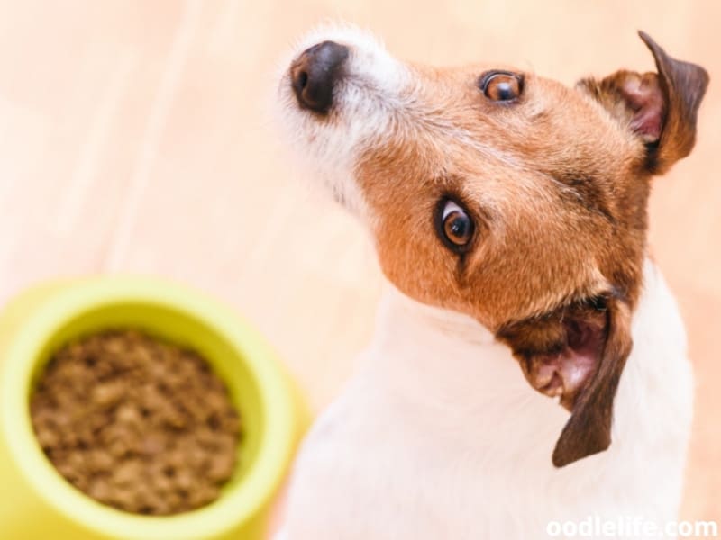 Jack Russell Terrier with bowl of food