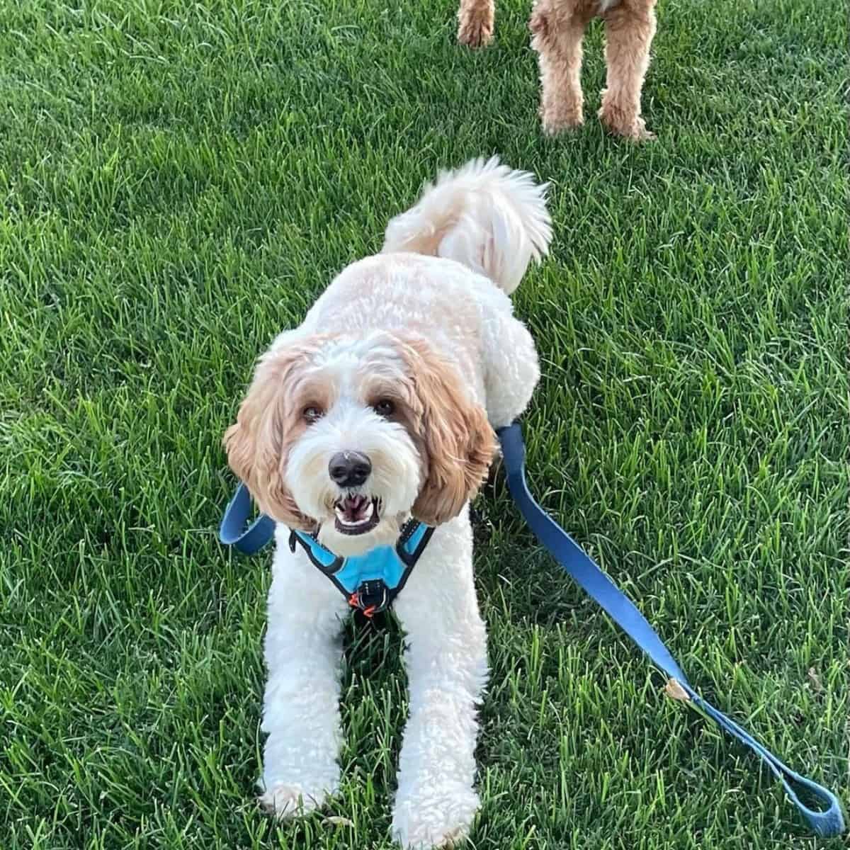 Labradoodle playing with another dog