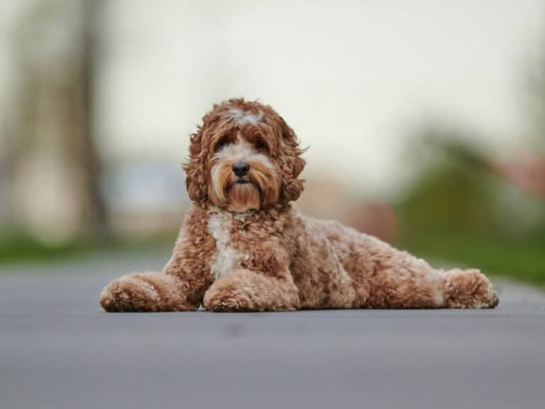 Bernedoodle Vs Labradoodle Breed Comparison (with Photos) Oodle Life