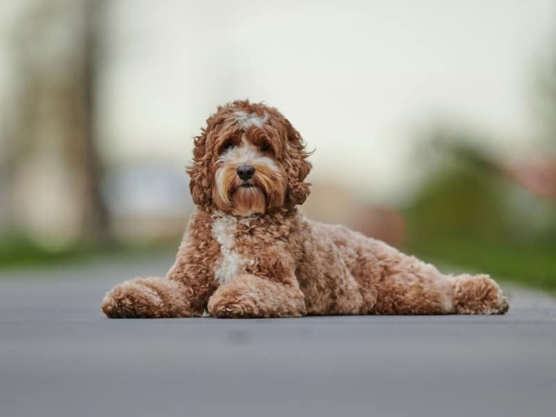Why does my dog freeze in place?