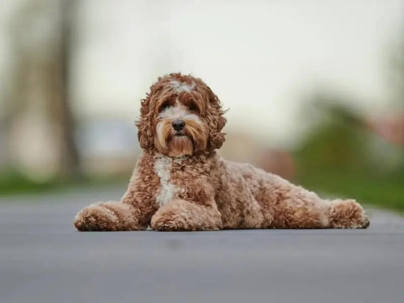 labradoodle sitting on the road