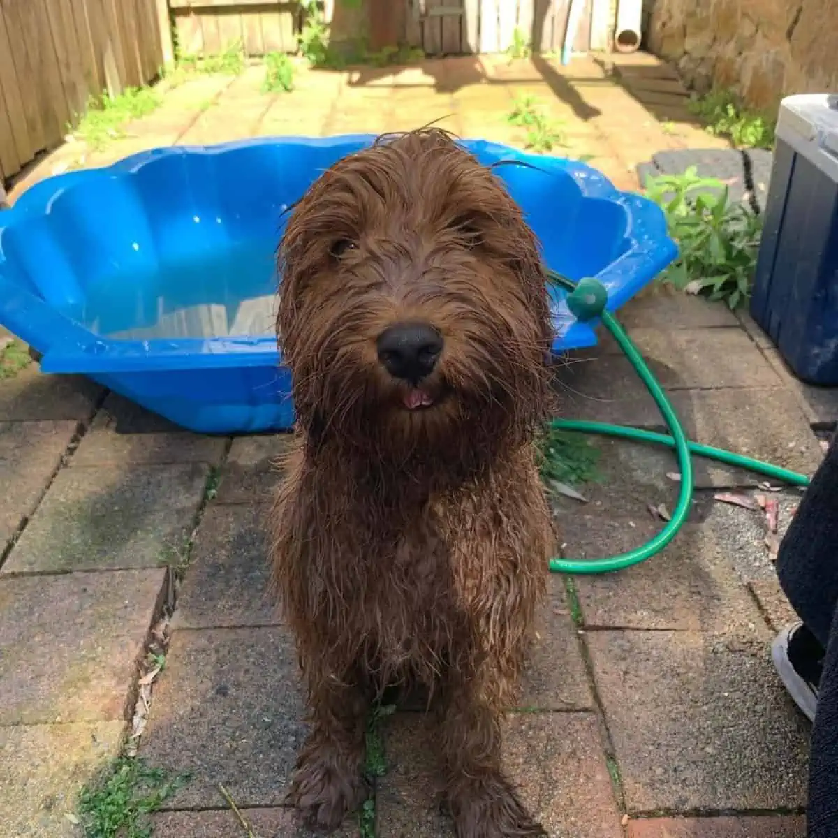 Labradoodle taking a bath outdoors