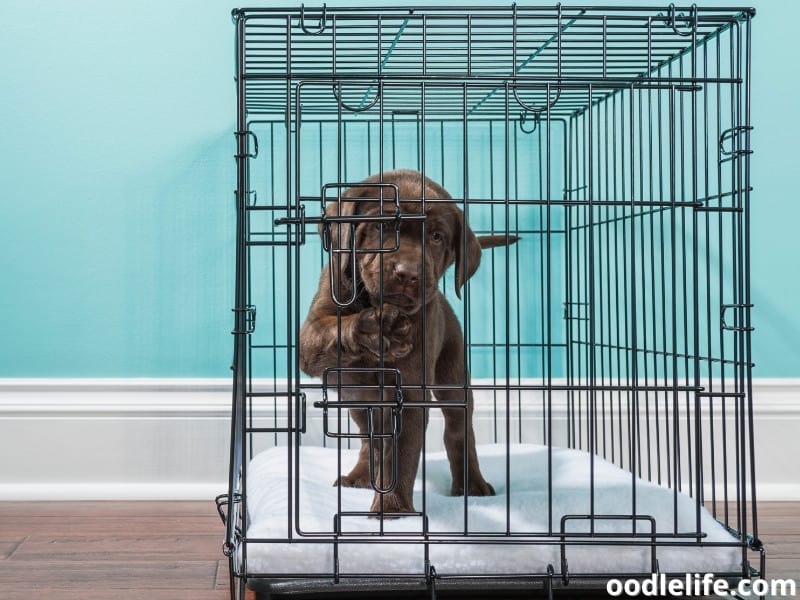 Labrador puppy in wire crate