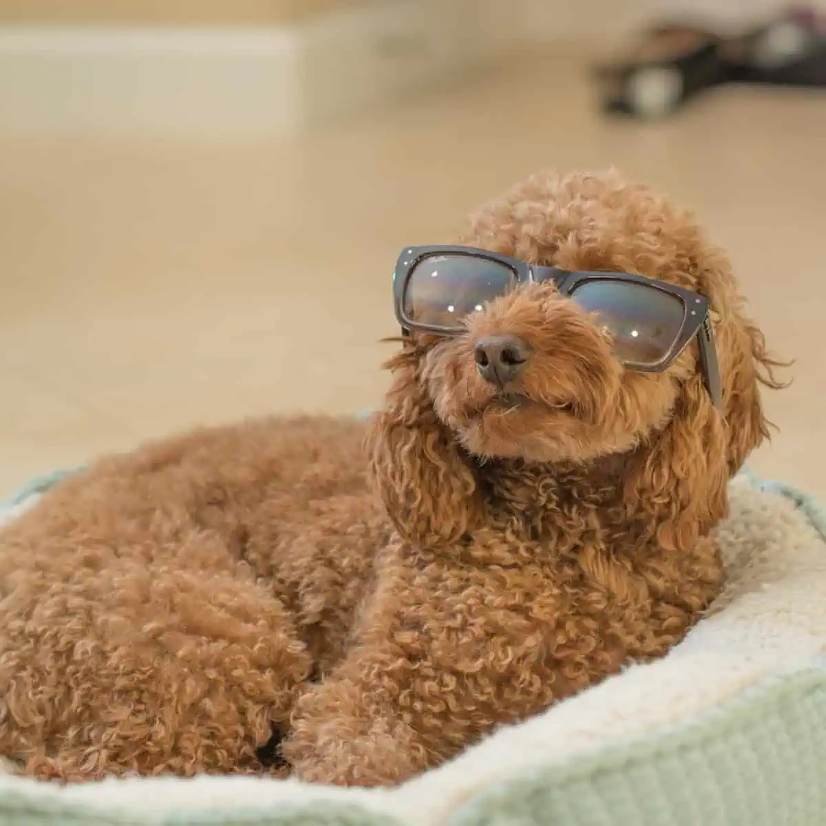 lying Poodle wearing sunglasses