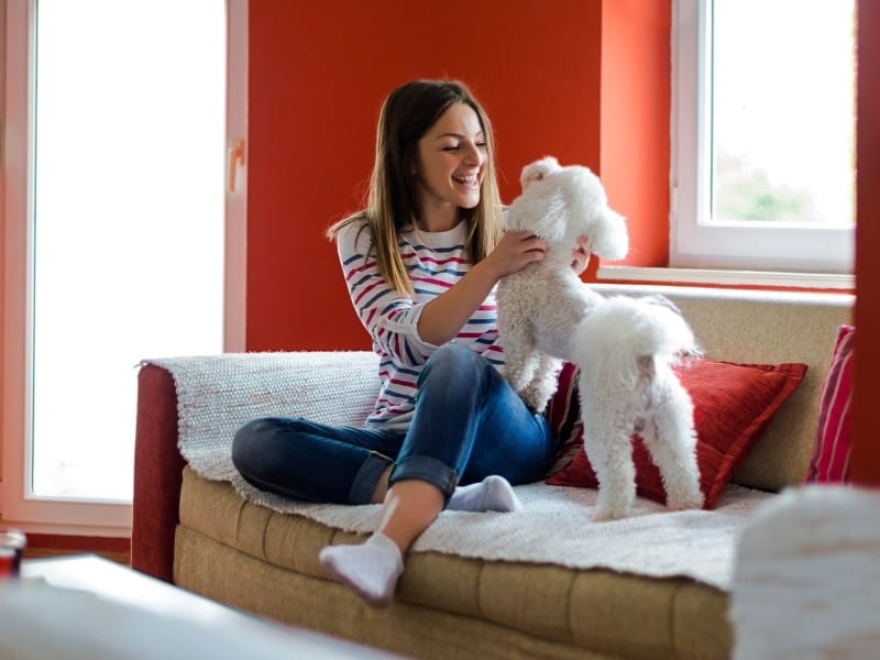 Maltese playing indoor