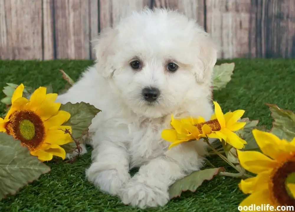 Maltipoo breeders in California