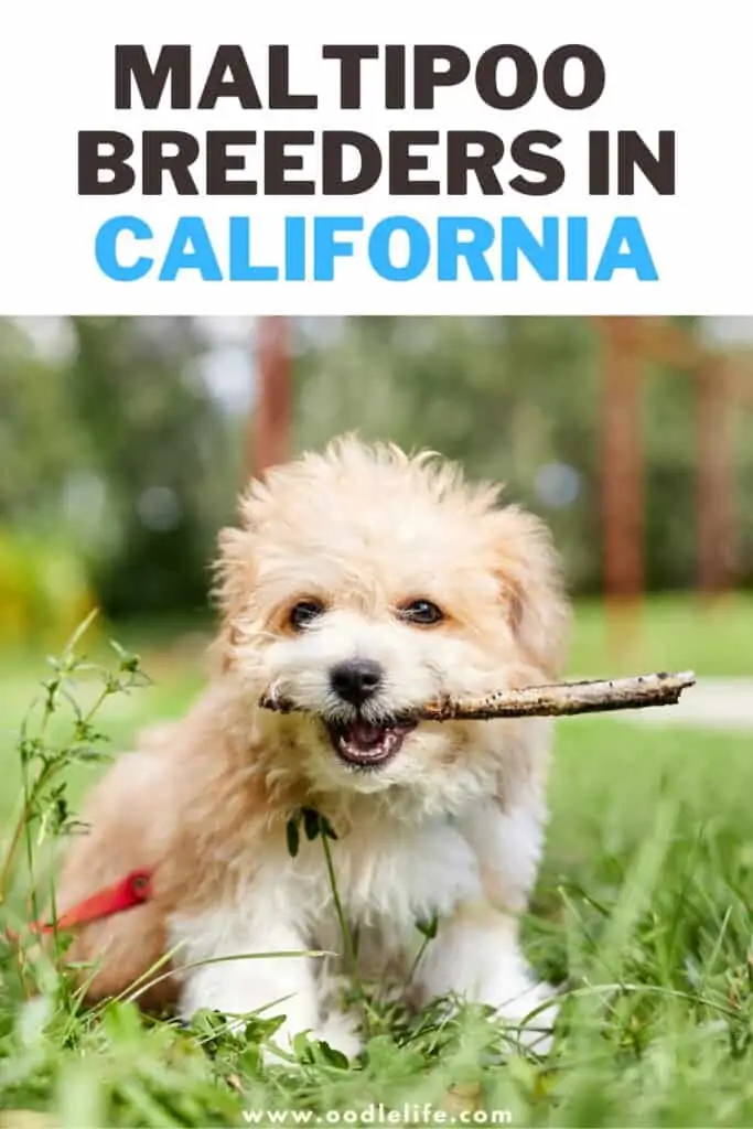 Maltipoo breeders in California