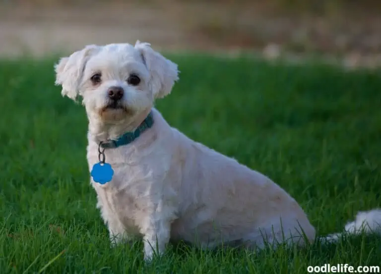 7 Best Maltipoo Breeders in Texas 2025