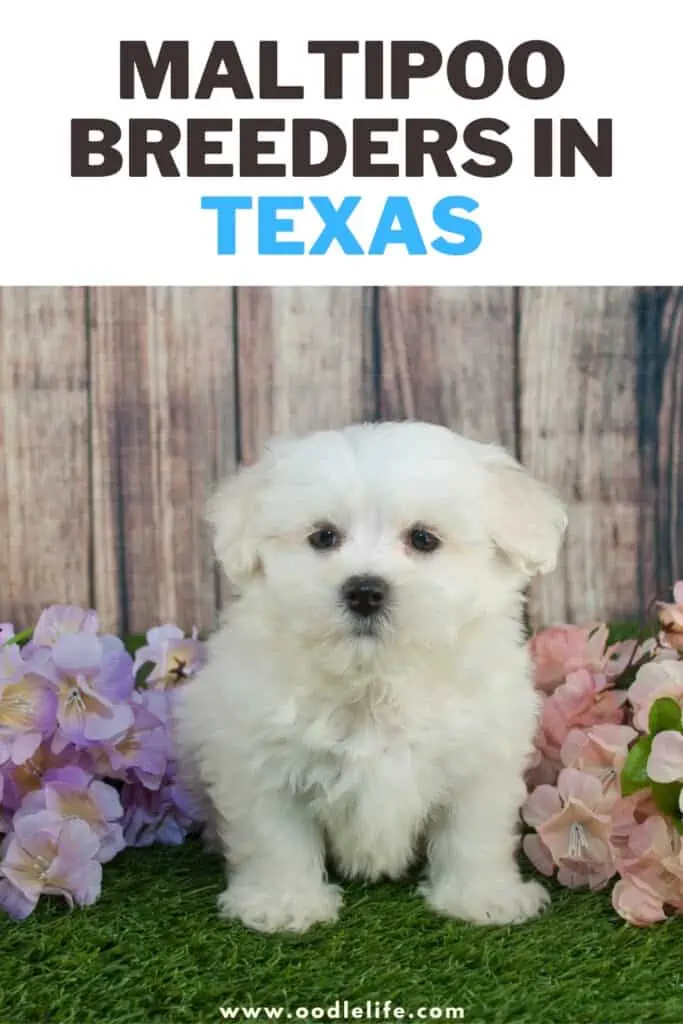 maltipoo breeders in texas