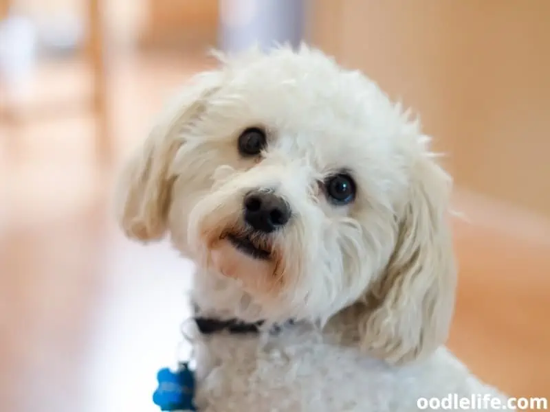 Maltipoo-posing