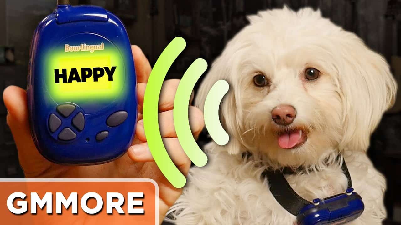 Are There Dog Translators? [Are They Good?] - Oodle Life