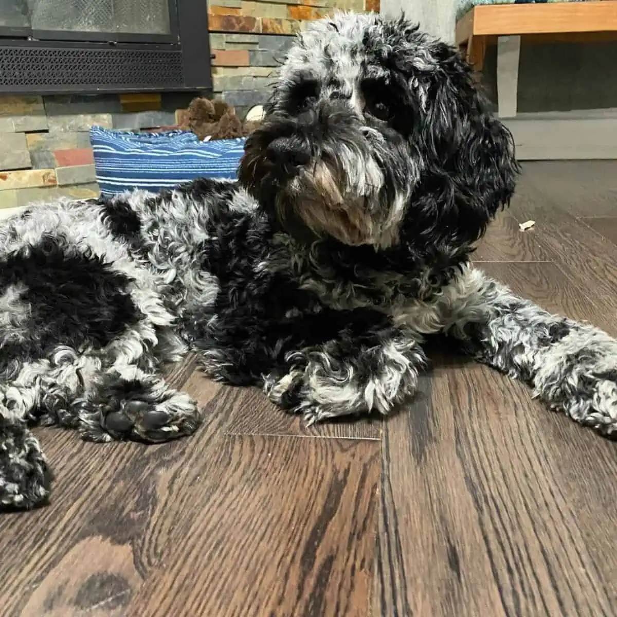 merle Cockapoo on the floor