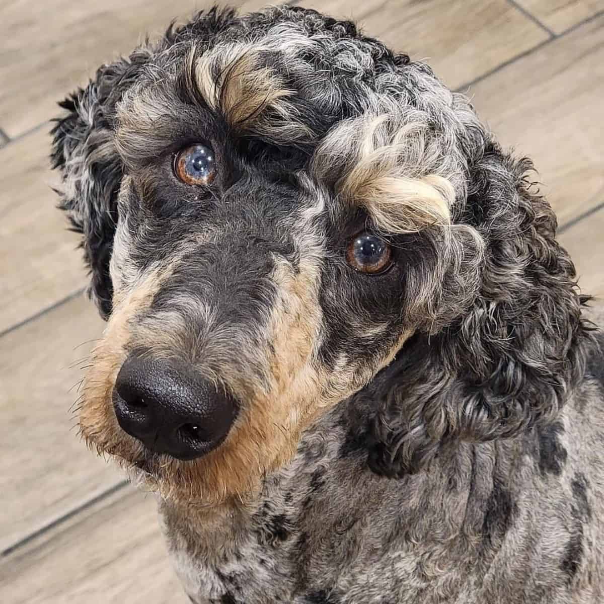 Moyen Poodle bright eyes