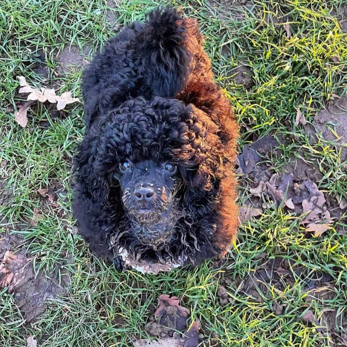 muddy black Poodle needs a bath