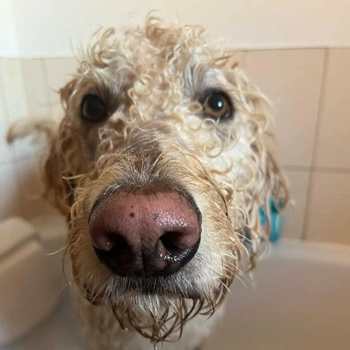 muddy Labradoodle needs a bath
