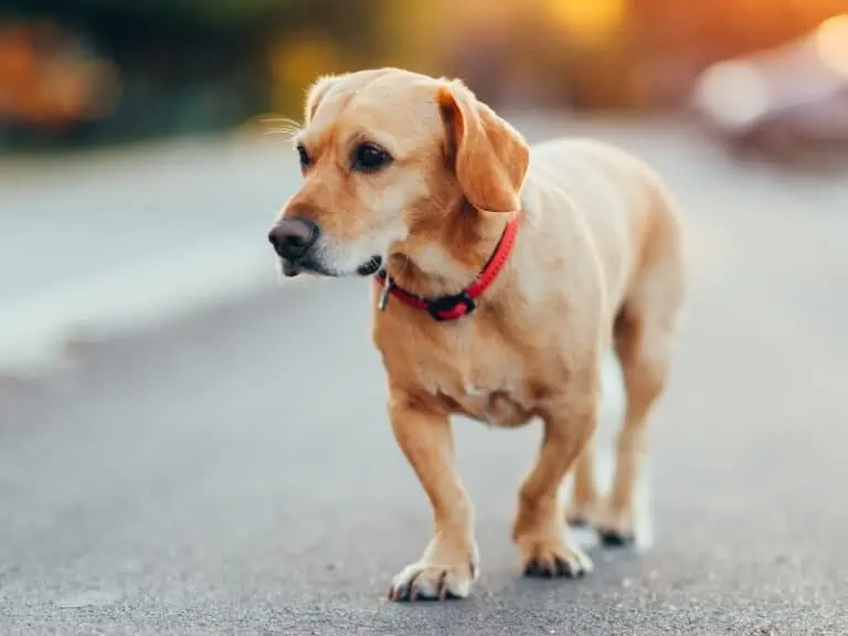 My Dog Is Pacing and Won’t Lie Down [5 Reasons Explained]