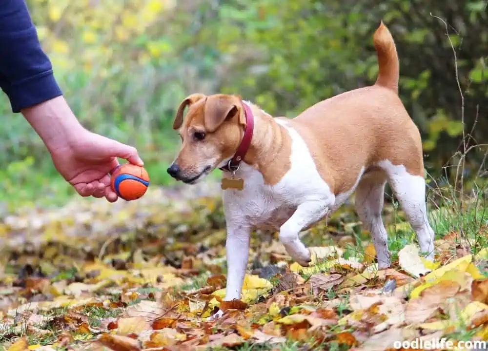 my dog won't play fetch anymore