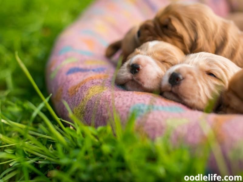 what is the ideal temperature for puppies