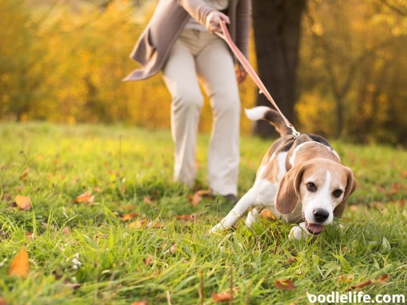 old woman with a beagle