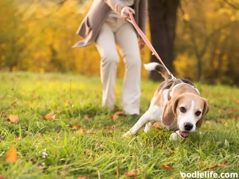 old woman with a beagle