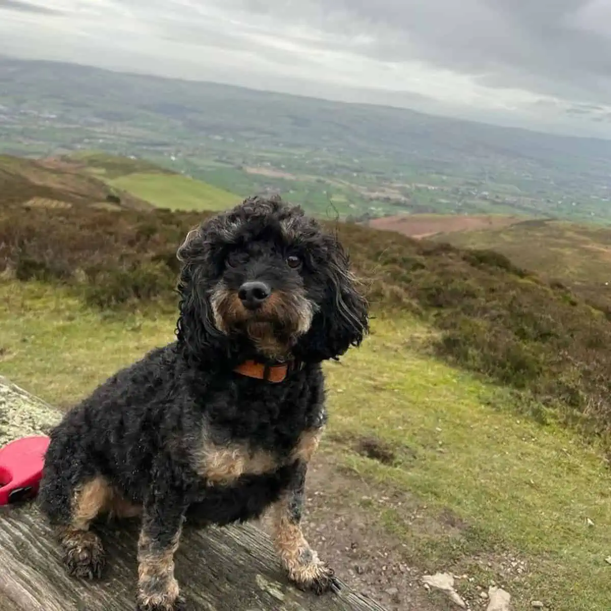 phantom Cockapoo outside