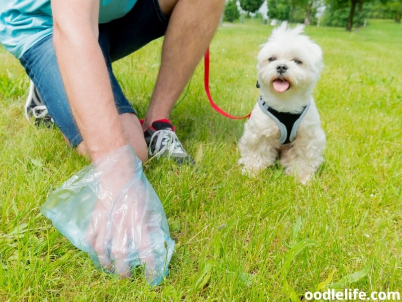 picking dog poop