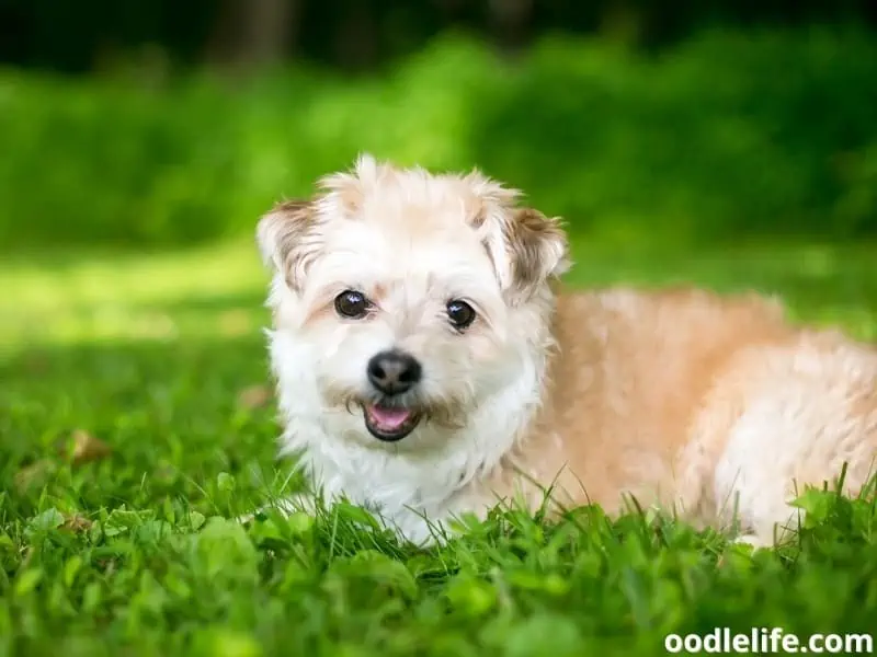 Pomapoo lying on the grass