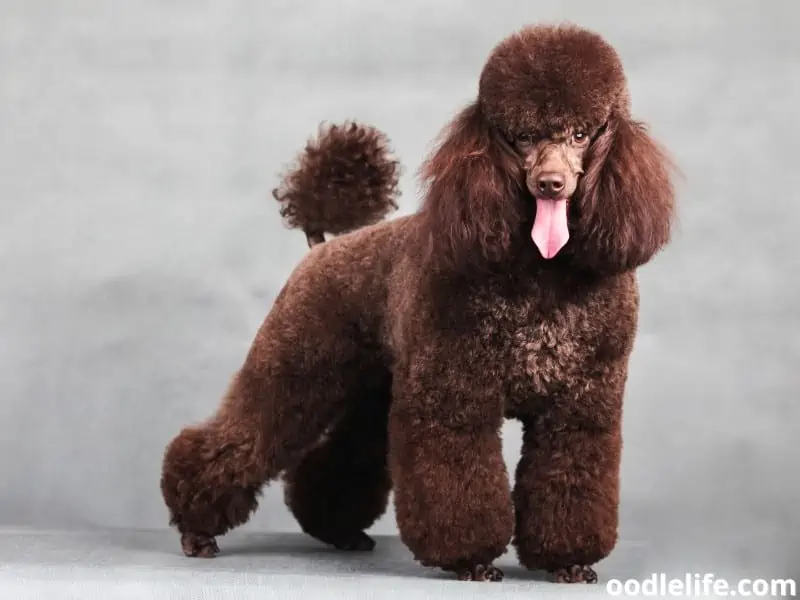 Poodle in studio