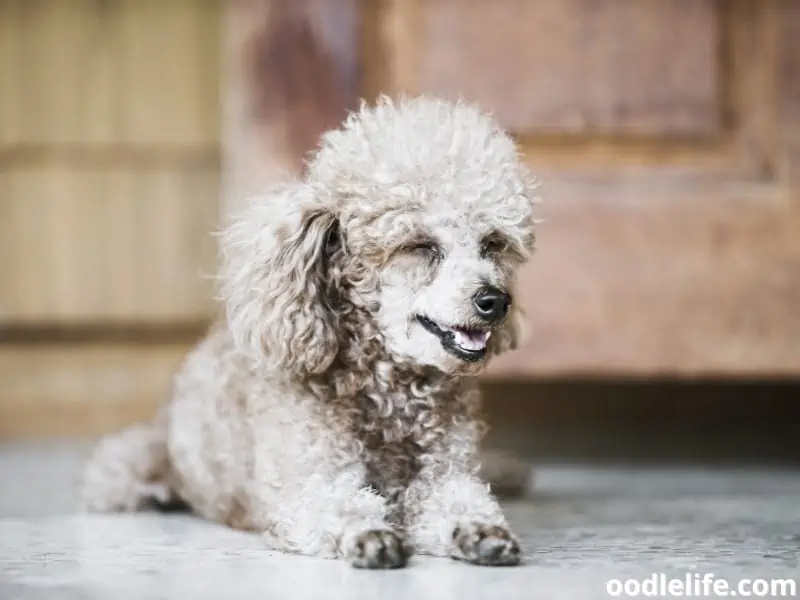 Poodle lay on the floor