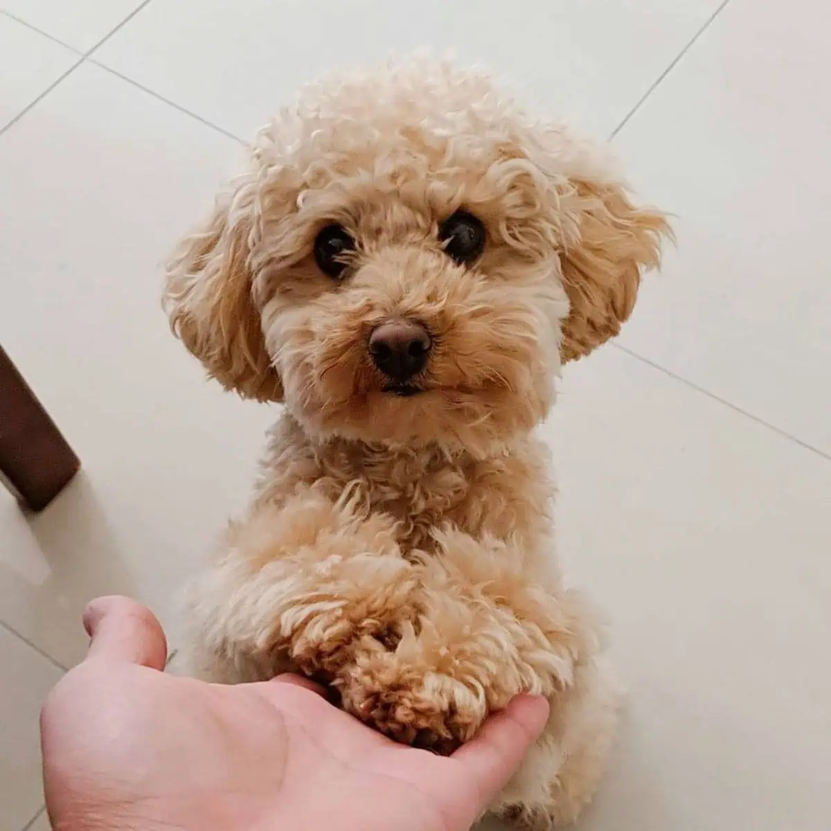 Poodle staring at the owner