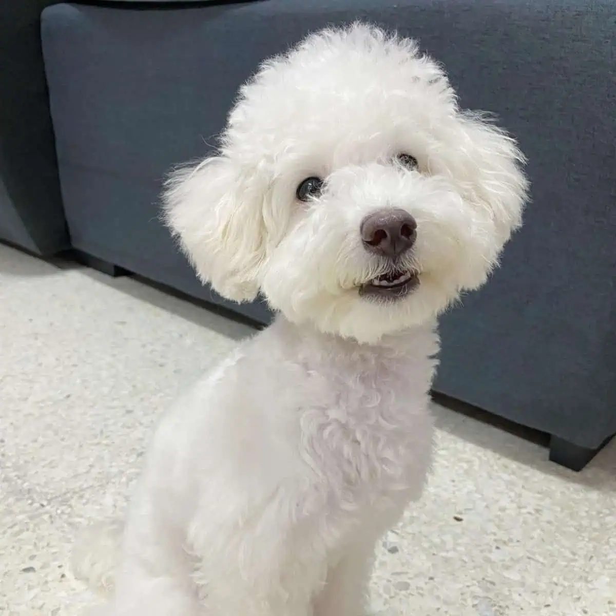 Poodle waits for cuddle