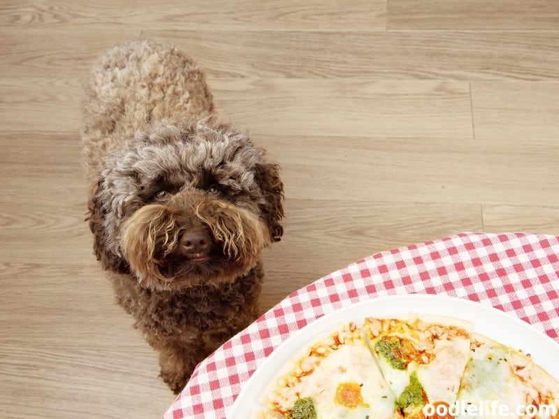 Poodle wants a pizza too